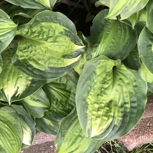 HOSTA ISLAND BREEZE HOSTA