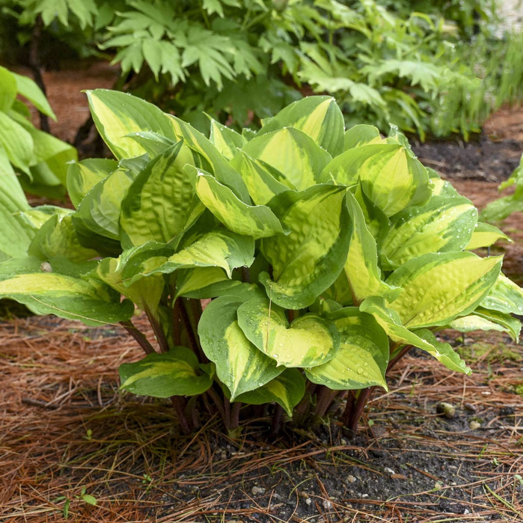 Hosta 'Island Breeze' Garden Crossings