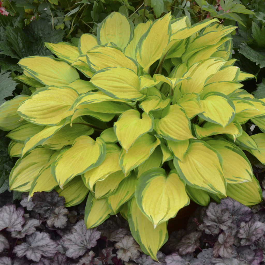 Hosta 'Island Breeze' Garden Crossings