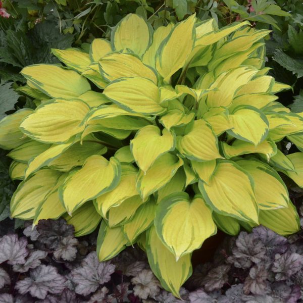 HOSTA ISLAND BREEZE HOSTA