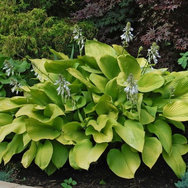 HOSTA KEY WEST HOSTA