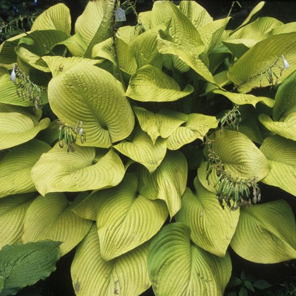 HOSTA KEY WEST HOSTA