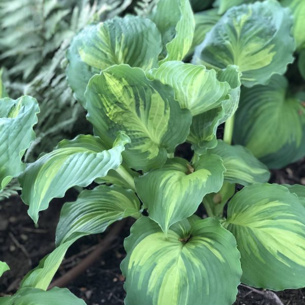 HOSTA LAKESIDE PAISLEY PRINT HOSTA