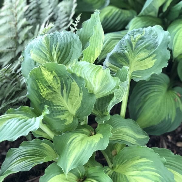 HOSTA LAKESIDE PAISLEY PRINT HOSTA