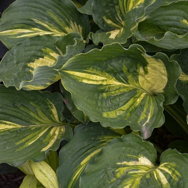 HOSTA LAKESIDE PAISLEY PRINT HOSTA