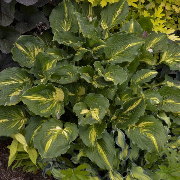 HOSTA LAKESIDE PAISLEY PRINT HOSTA