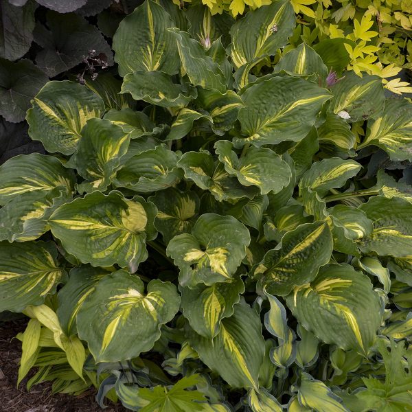 HOSTA LAKESIDE PAISLEY PRINT HOSTA