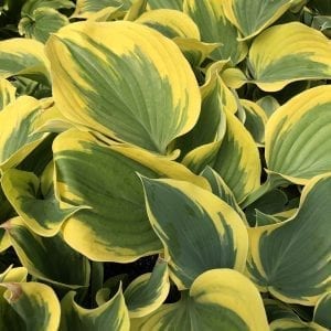 HOSTA LIBERTY HOSTA