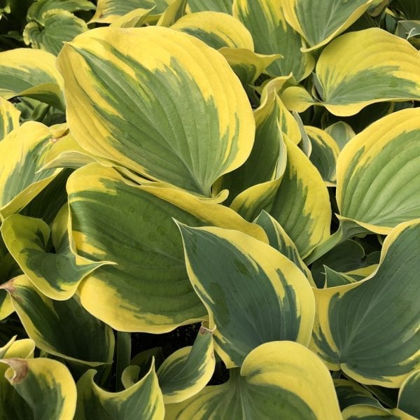 HOSTA LIBERTY HOSTA