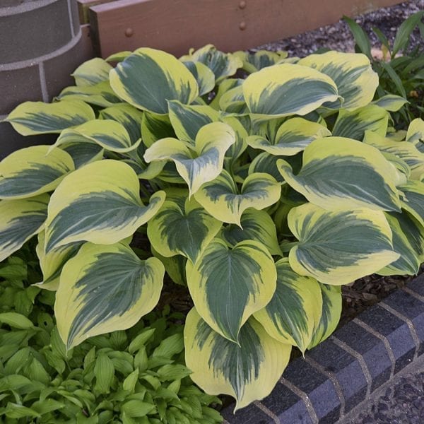 HOSTA LIBERTY HOSTA