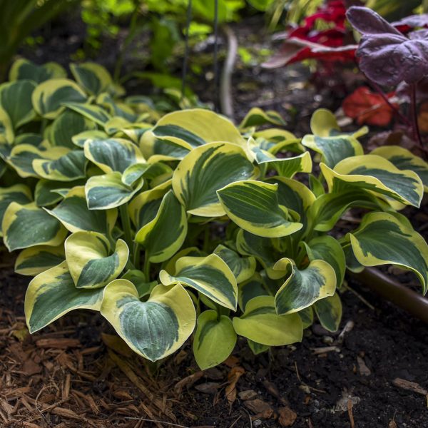 HOSTA MIGHTY MOUSE HOSTA