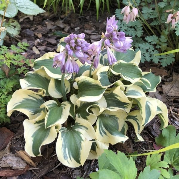 HOSTA MINI SKIRT HOSTA