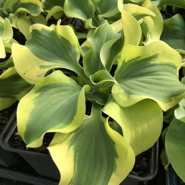 HOSTA MINI SKIRT HOSTA