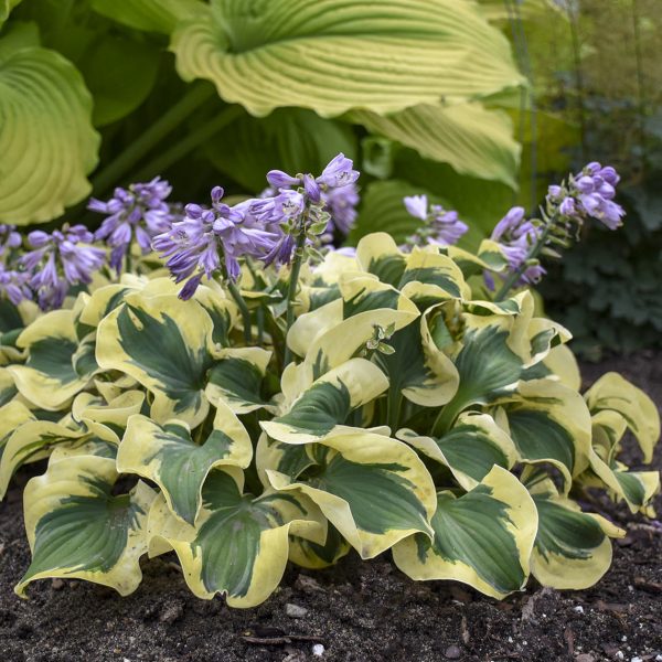 HOSTA MINI SKIRT HOSTA