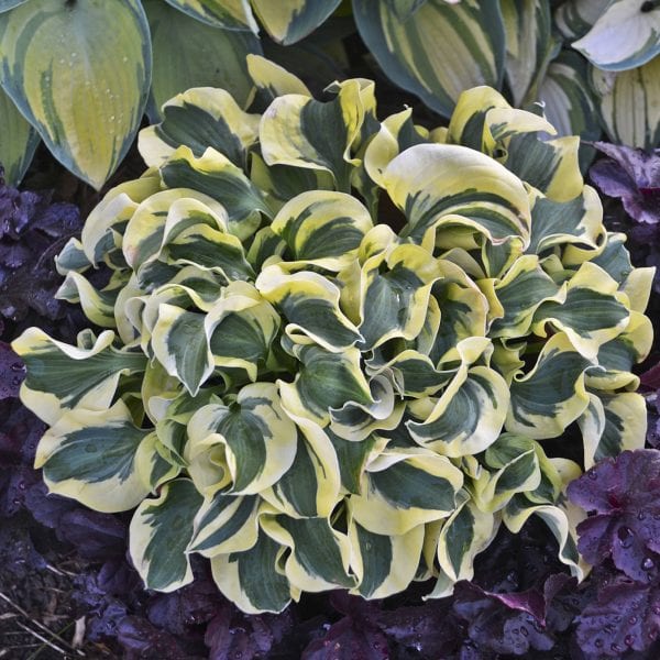 HOSTA MINI SKIRT HOSTA