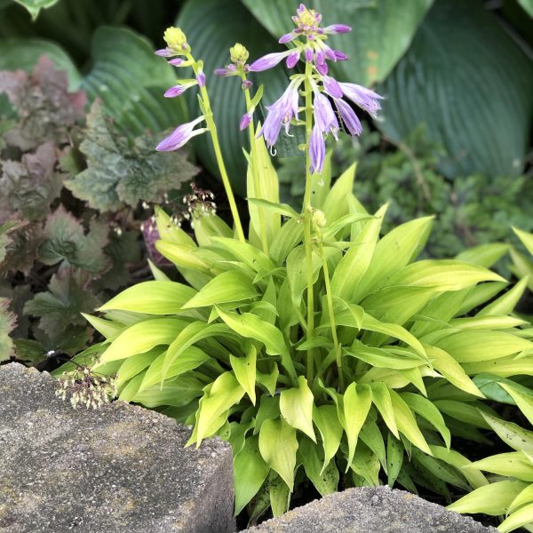 HOSTA MUNCHKIN FIRE HOSTA