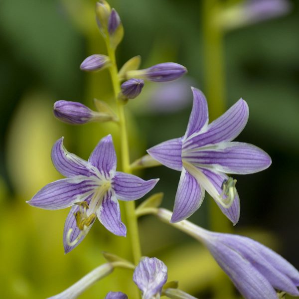 HOSTA MUNCHKIN FIRE HOSTA