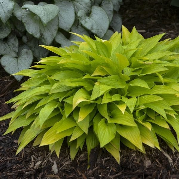 HOSTA MUNCHKIN FIRE HOSTA