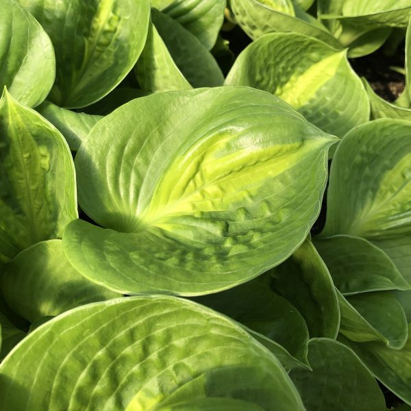 HOSTA POCKETFUL OF SUNSHINE HOSTA