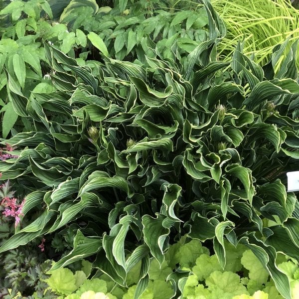 HOSTA PRAYING HANDS HOSTA