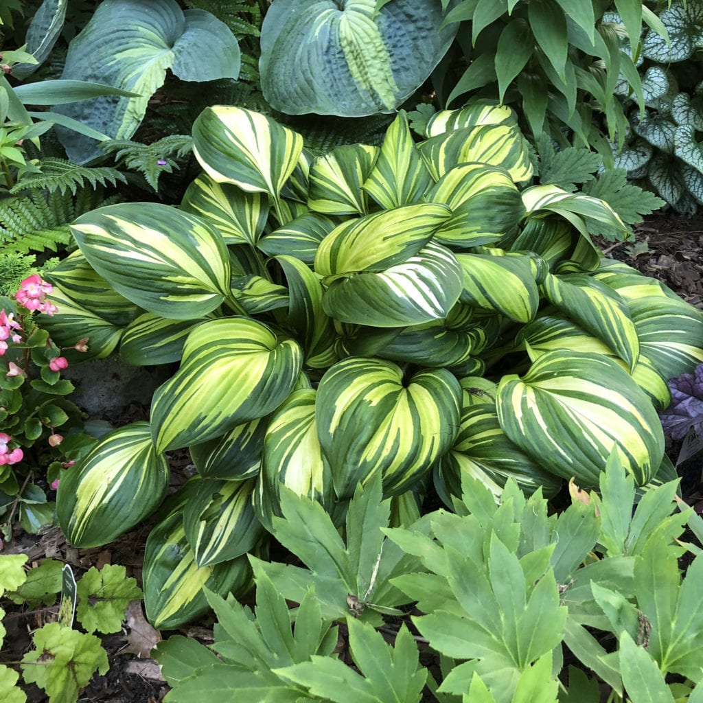 HOSTA RAINBOWS END HOSTA