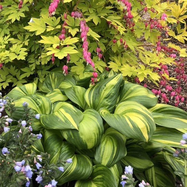 HOSTA RAINBOWS END HOSTA