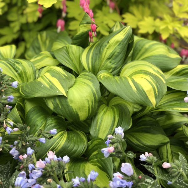 HOSTA RAINBOWS END HOSTA