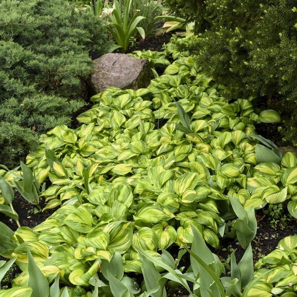 HOSTA RAINBOWS END HOSTA