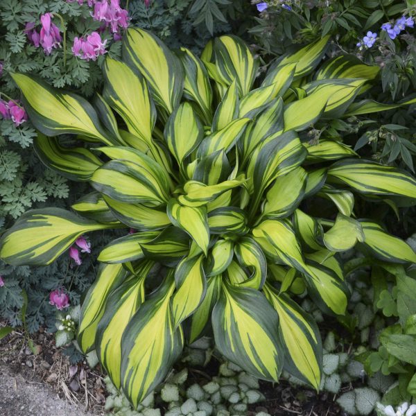 HOSTA RAINBOWS END HOSTA