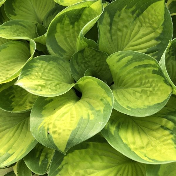 HOSTA RAINFOREST SUNRISE HOSTA