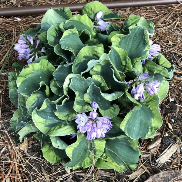 HOSTA SCHOOL MOUSE HOSTA