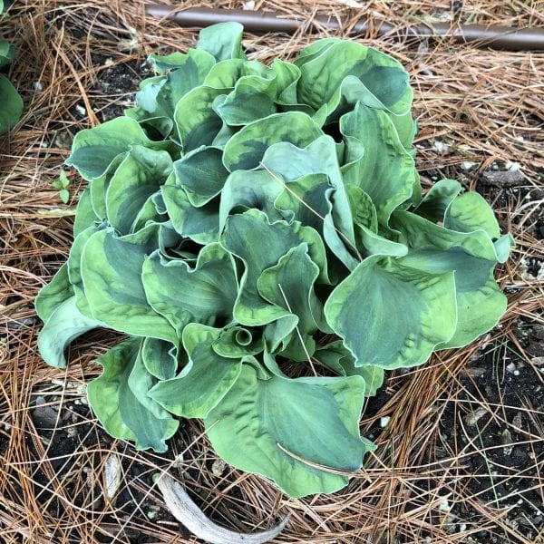 HOSTA SCHOOL MOUSE HOSTA