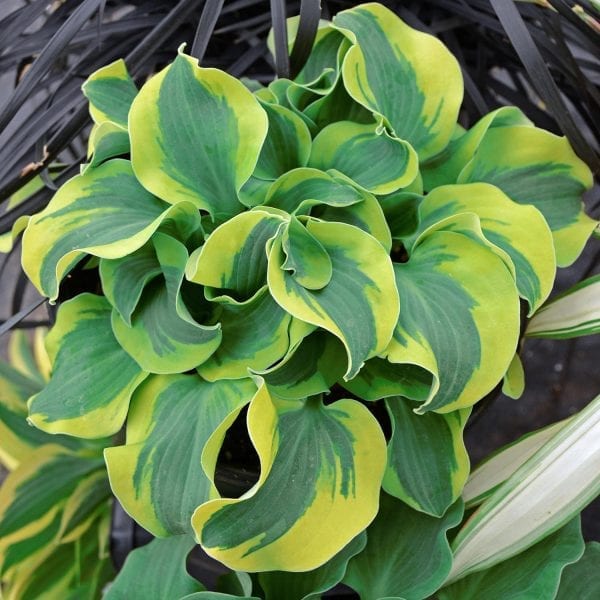 HOSTA SCHOOL MOUSE HOSTA