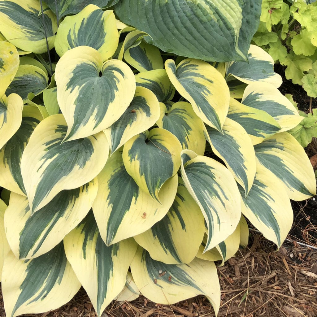 HOSTA SHADOWLAND AUTUMN FROST HOSTA