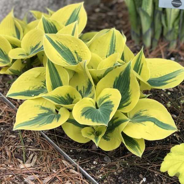 HOSTA SHADOWLAND AUTUMN FROST HOSTA