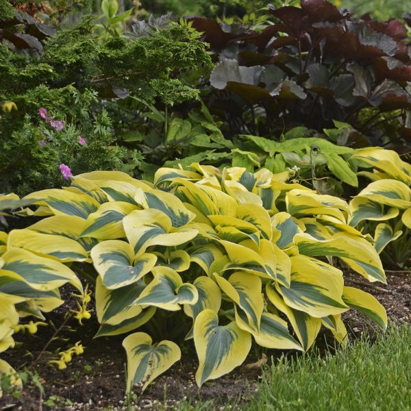 HOSTA SHADOWLAND AUTUMN FROST HOSTA