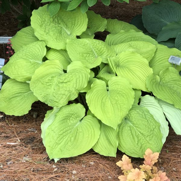 HOSTA SHADOWLAND COAST TO COAST HOSTA