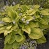 HOSTA SHADOWLAND COAST TO COAST HOSTA
