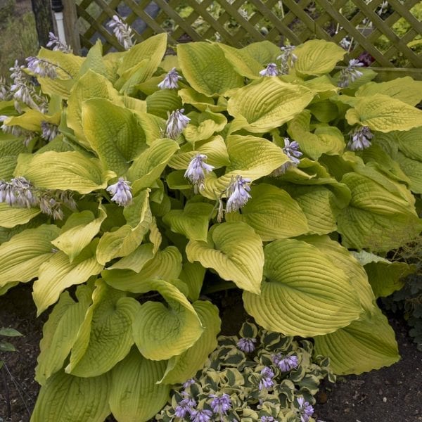 HOSTA SHADOWLAND COAST TO COAST HOSTA