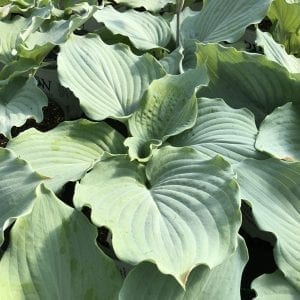 HOSTA SHADOWLAND DIAMOND LAKE HOSTA