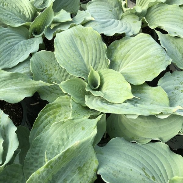 HOSTA SHADOWLAND DIAMOND LAKE HOSTA