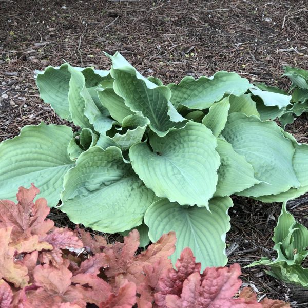 HOSTA SHADOWLAND DIAMOND LAKE HOSTA