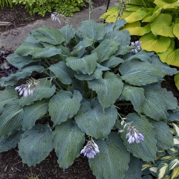 HOSTA SHADOWLAND DIAMOND LAKE HOSTA