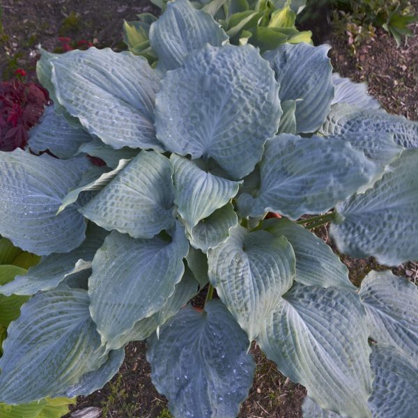 HOSTA SHADOWLAND DIAMOND LAKE HOSTA