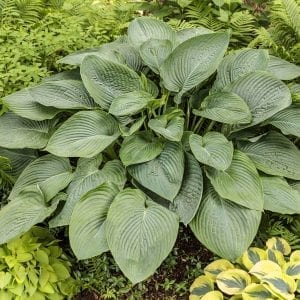 HOSTA SHADOWLAND EMPRESS WU HOSTA