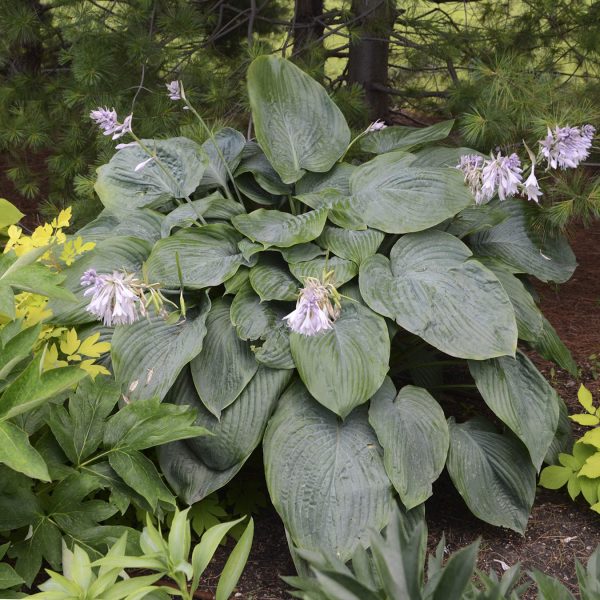 HOSTA SHADOWLAND EMPRESS WU HOSTA