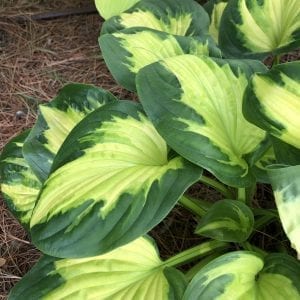 HOSTA SHADOWLAND ETCHED GLASS HOSTA