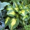HOSTA SHADOWLAND ETCHED GLASS HOSTA