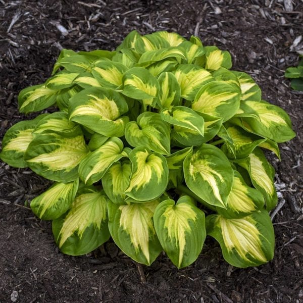 HOSTA SHADOWLAND ETCHED GLASS HOSTA