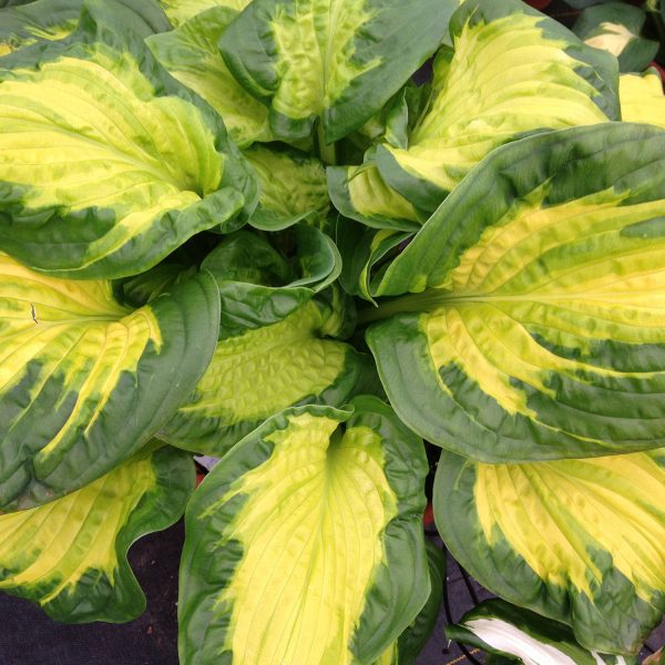 HOSTA SHADOWLAND ETCHED GLASS HOSTA